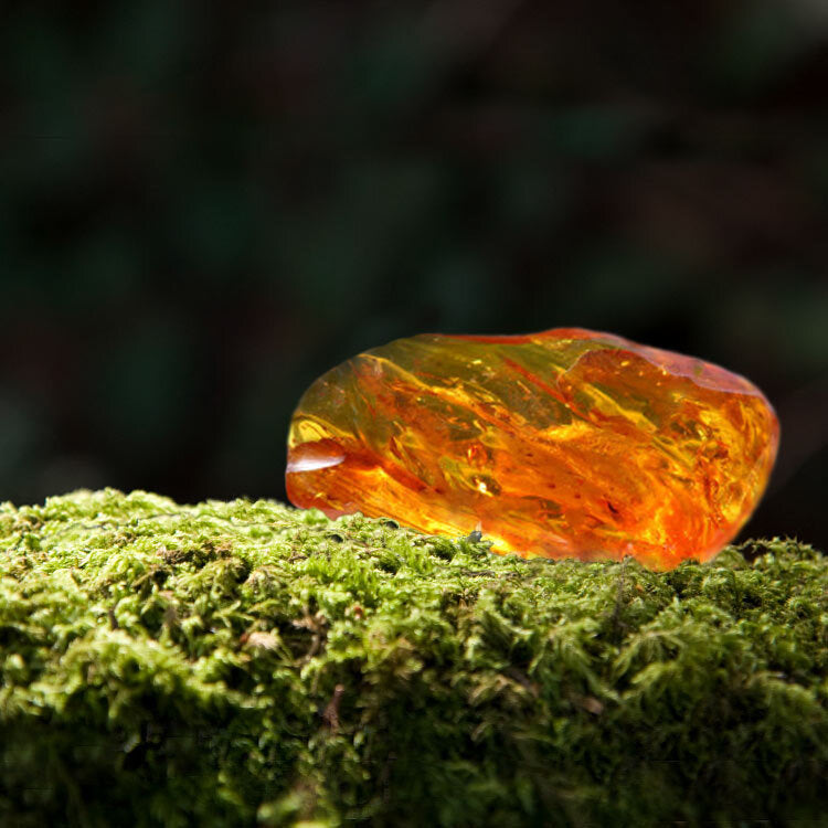 Oakmoss and Amber