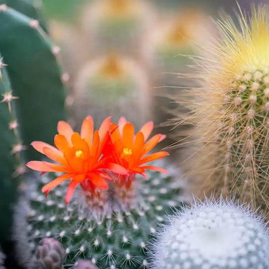 Cactus Flower and Jade